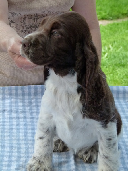  CHIOTS ENGLISH SPRINGER SPANIEL Animaux