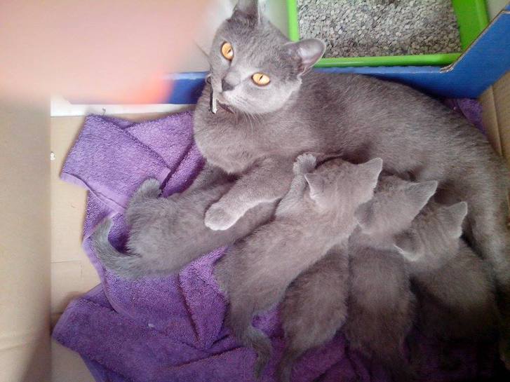 Chatons Chartreux age de 3 mois Chatons Chartreux age de 3 mois Animaux