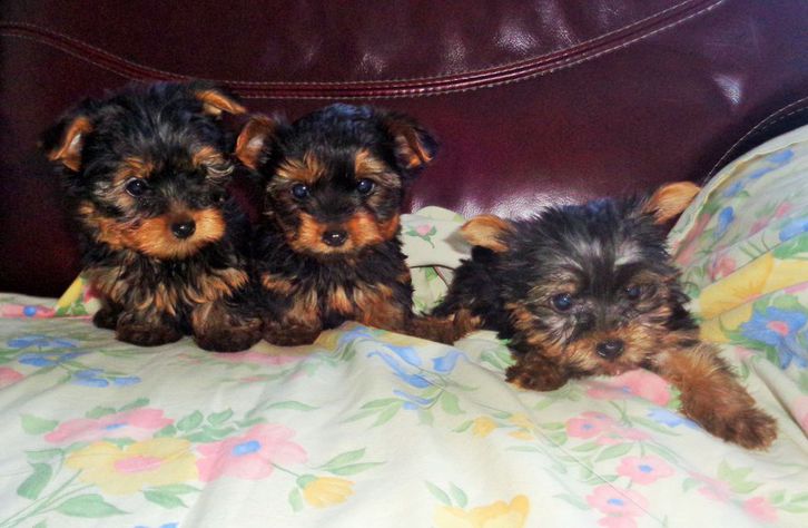  Chiots Yorkshire Terrier Animaux