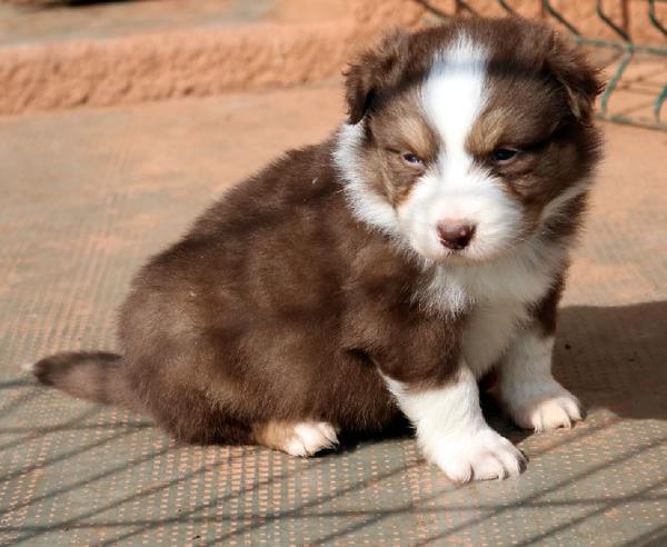 chiots berger australien chiots berger australien Animaux