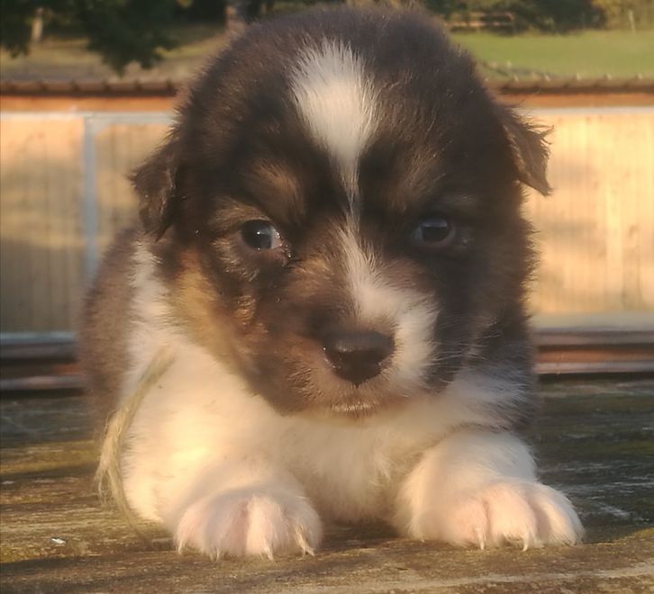A Donner Magnifique Chiot Berger Australien Animaux Petite Chiot Berger Australien Femelle A Donner Non Lof De 03 M Offre A Donner Magnifique Chiot Berger Australien Annonces Gratuites Chez Www Ticari Fr