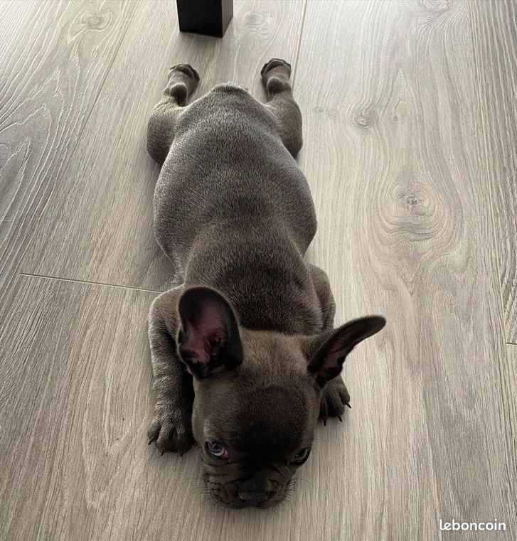 À donner mon petit bouledogue Anglais À donner mon petit bouledogue Anglais Animaux