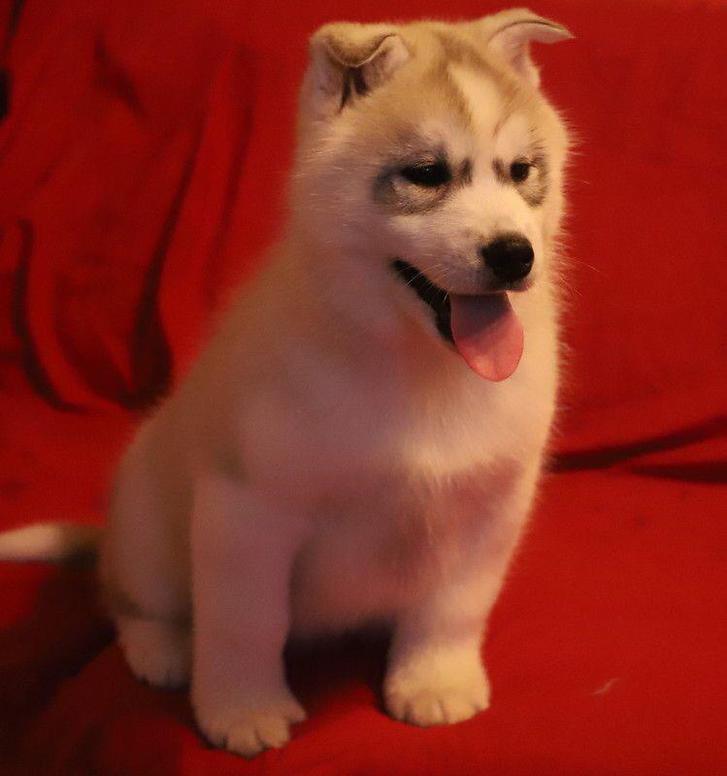 À offrir un chiot Sibérien husky femelle À offrir un chiot Sibérien husky femelle Animaux