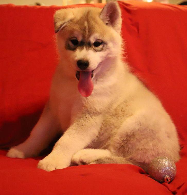 À offrir un chiot Sibérien husky femelle 2 À offrir un chiot Sibérien husky femelle Animaux 2