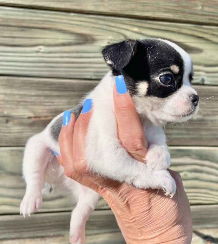 À offrir un chiot chichuahua femelle À offrir un chiot chichuahua femelle Animaux