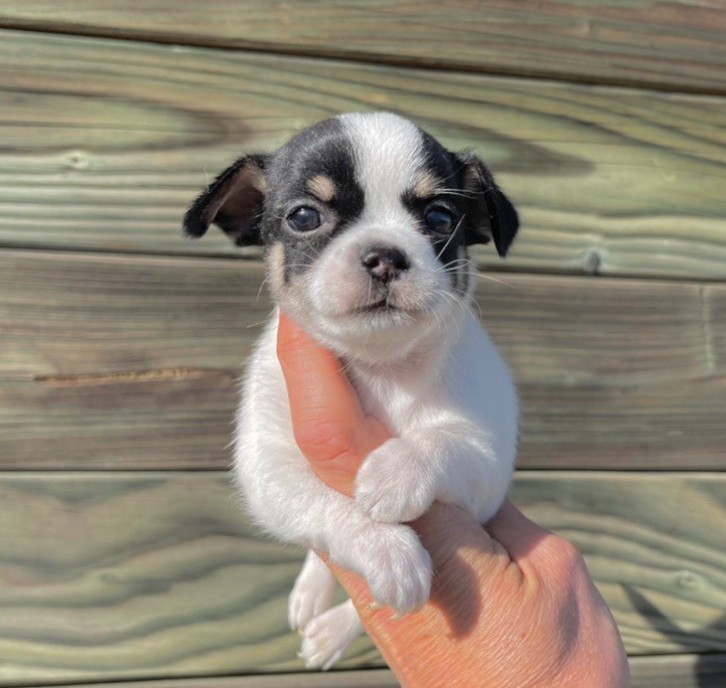À offrir un chiot chichuahua femelle 2 À offrir un chiot chichuahua femelle Animaux 2