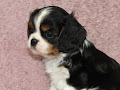  un Chiot Cavalier Charle Spaniel Femelle Animaux