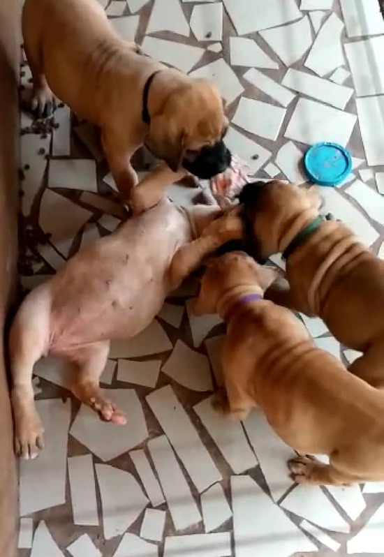 À vendre a un bon prix 4 chiots Berger Root vailleur À vendre a un bon prix 4 chiots Berger Root vailleur Animaux