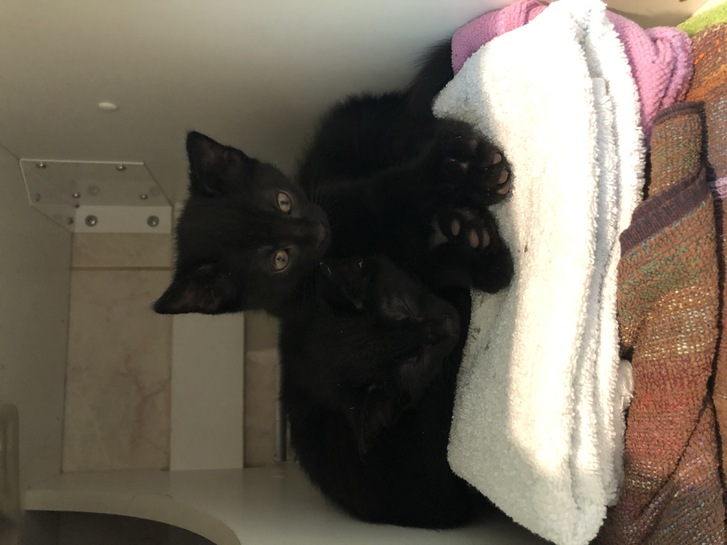 2 chatons noirs femelles à donner 2 chatons noirs femelles à donner Animaux