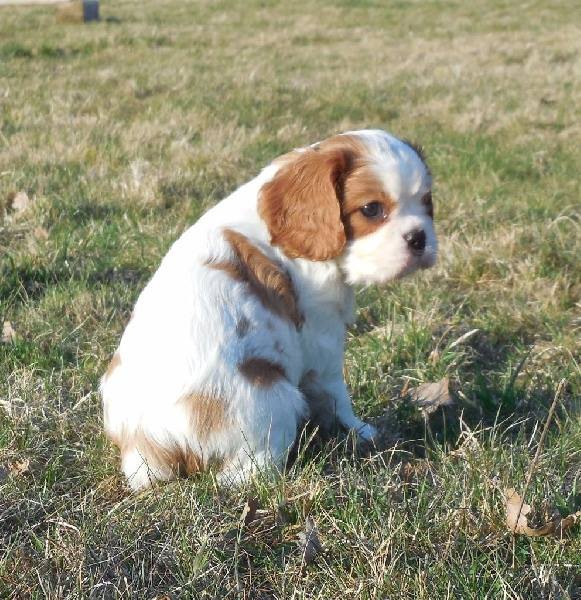 A DONNER  Cavalier King Charles  Femelle  Animaux