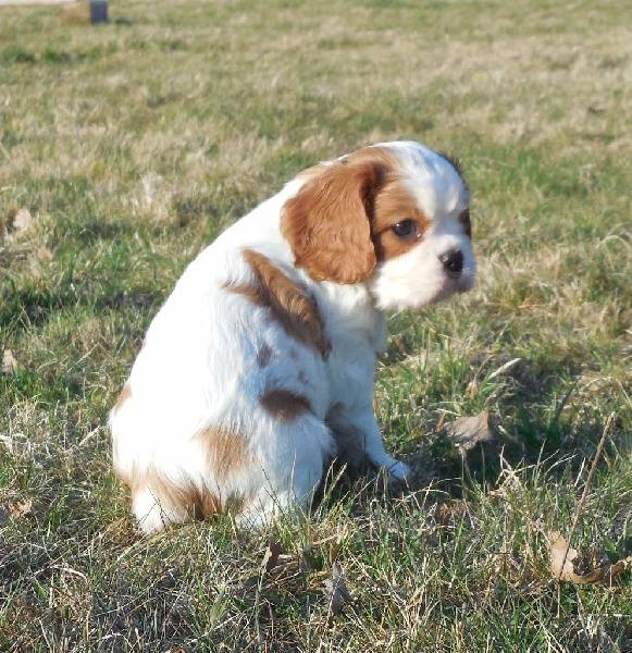 A DONNER Cavalier King Charles Femelle A DONNER Cavalier King Charles Femelle Animaux