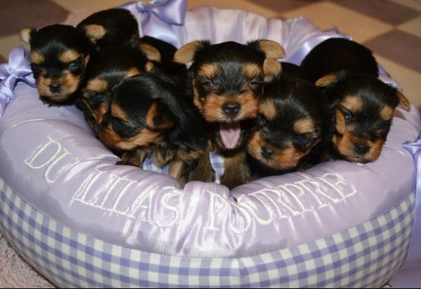 A DONNER: Jolis petits chiots yorkshire A DONNER: Jolis petits chiots yorkshire Animaux