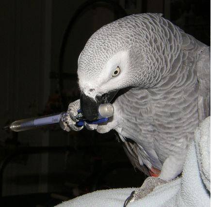 A DONNER bébé perroquet gris du gabon femelle A DONNER bébé perroquet gris du gabon femelle Animaux