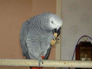 A Donner Perroquet Gris du Gabon mâle avec sa cage A Donner Perroquet Gris du Gabon mâle avec sa cage Animaux