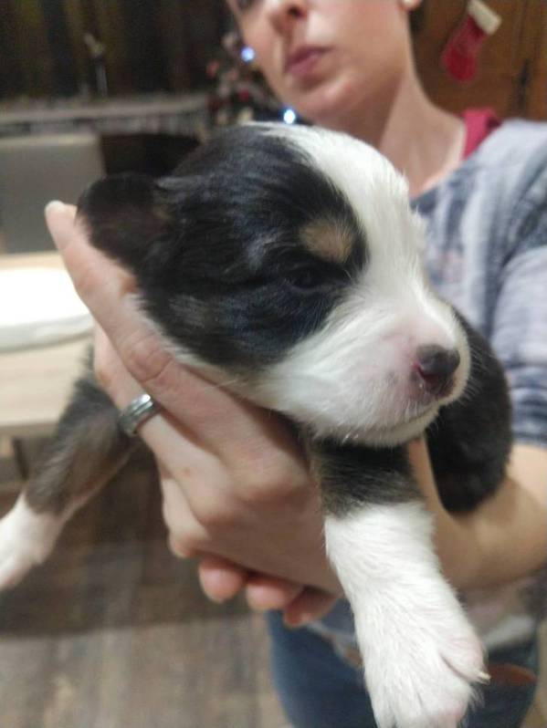 A RÉSERVER 2 CHIOTS BERGER AUSTRALIEN FEMELLES 2 A RÉSERVER 2 CHIOTS BERGER AUSTRALIEN FEMELLES Animaux 2