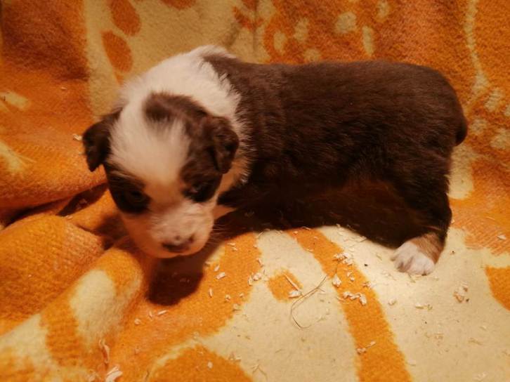 A RÉSERVER 2 CHIOTS BERGER AUSTRALIEN FEMELLES 3 A RÉSERVER 2 CHIOTS BERGER AUSTRALIEN FEMELLES Animaux 3