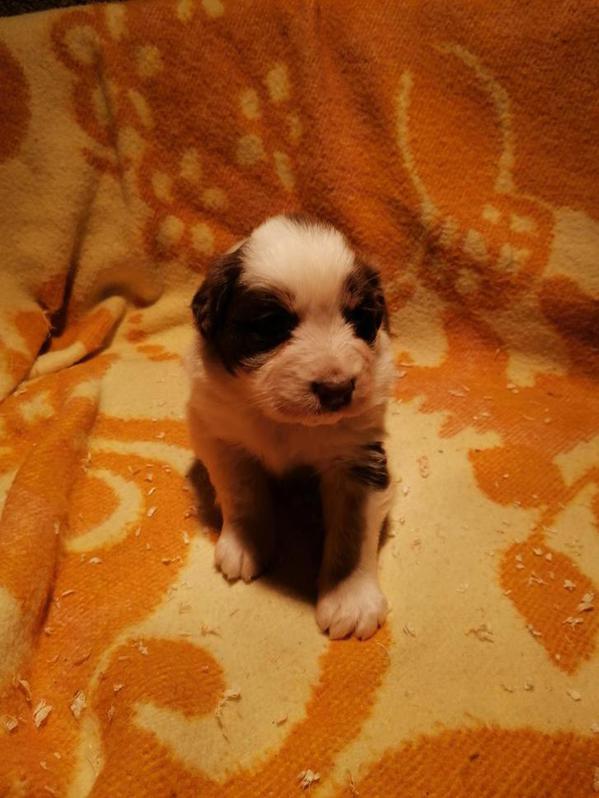 A RÉSERVER 2 CHIOTS BERGER AUSTRALIEN FEMELLES 4 A RÉSERVER 2 CHIOTS BERGER AUSTRALIEN FEMELLES Animaux 4