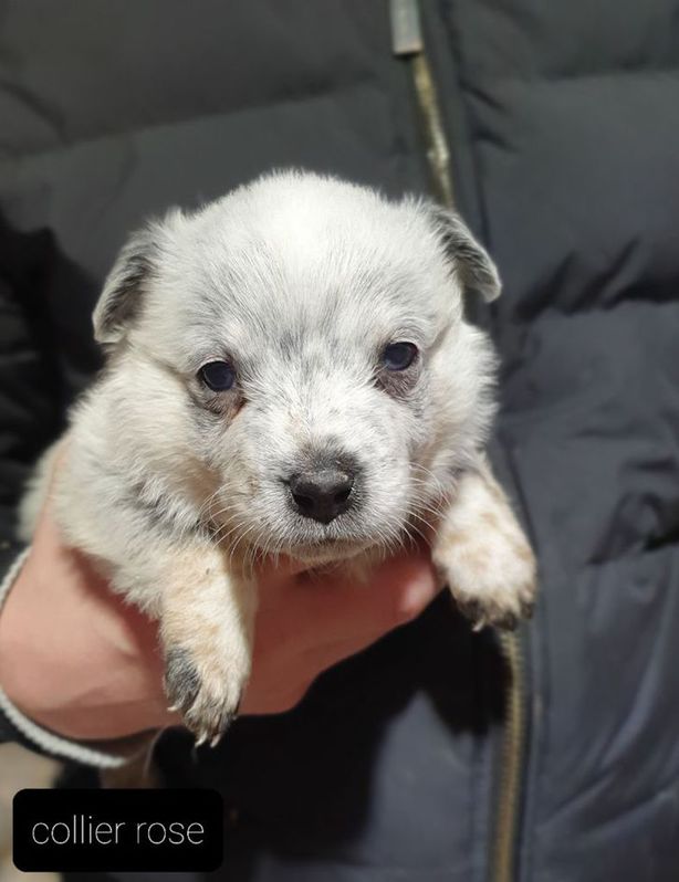 A donné A donné Animaux