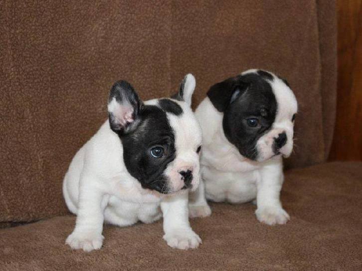 A donner 2 Petite boule bouledogue français femelle et Mâle A donner 2 Petite boule bouledogue français femelle et Mâle Animaux