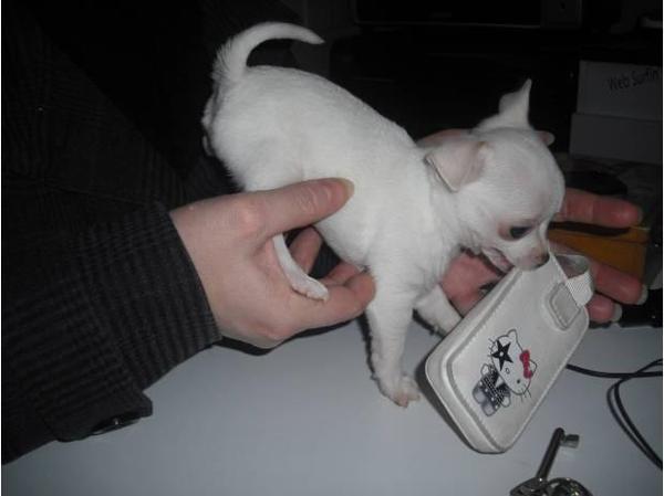 A donner Chiot de type chihuahua femelle Animaux