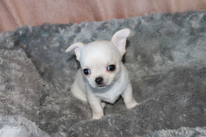 A donner Superbe Chiots type Chihuahua Mâle  Animaux