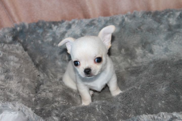 A donner Superbe Chiots type Chihuahua Mle  Animaux