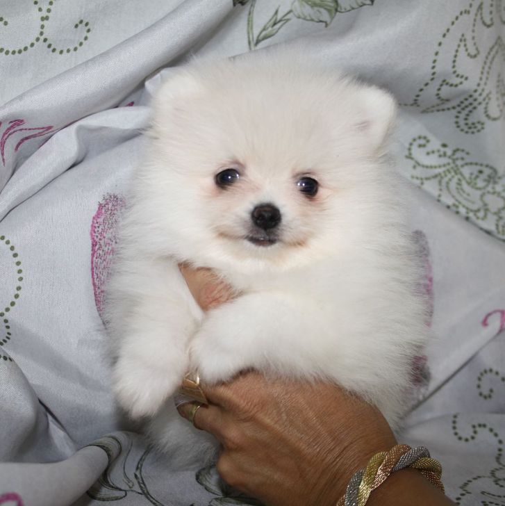 A donner Superbe chiot de pure race spitz allemand A donner Superbe chiot de pure race spitz allemand Animaux