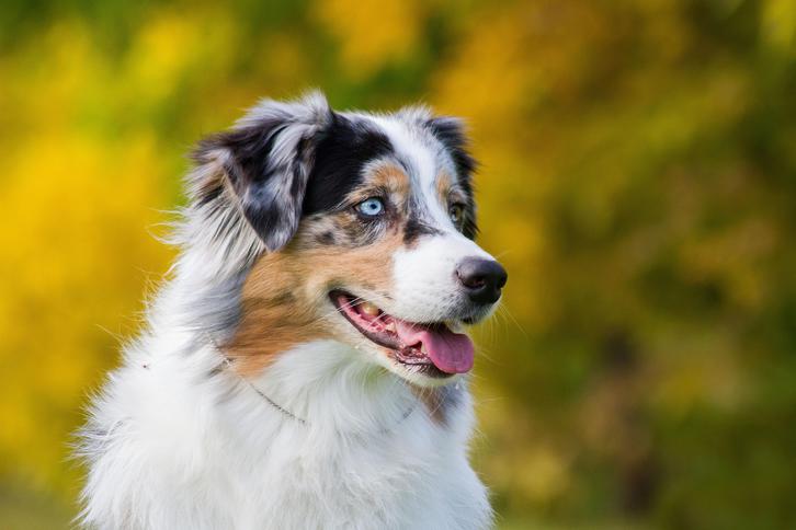 A donner chient berger australien  Animaux