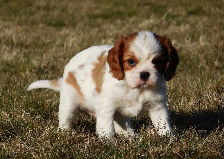 A donner contre bon soin Cavalier King Charles Animaux
