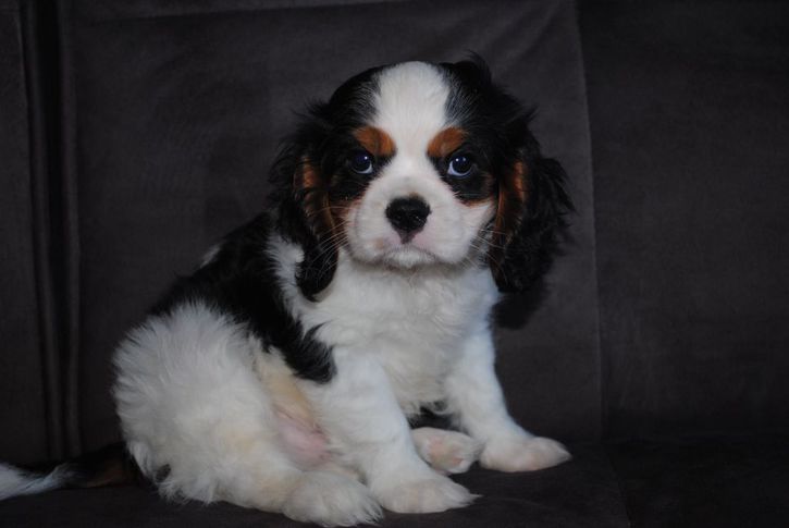 A donner contre bon soin Cavalier King Charles Animaux