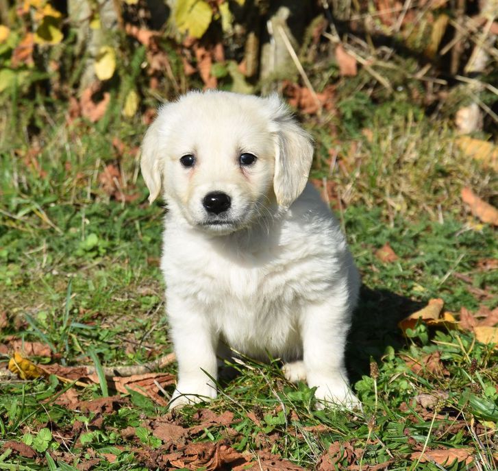 A donner contre bon soin  chiot Chiots golden retriever Animaux