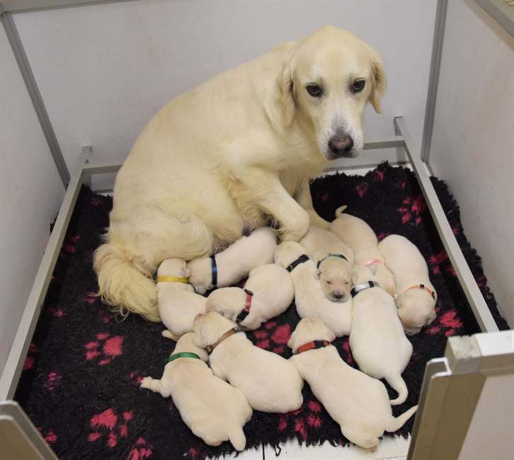 A donner contre bon soin  chiot Chiots golden retriever Animaux 2