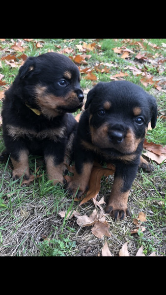 A donner contre bon soin  chiot Rottweiler Animaux