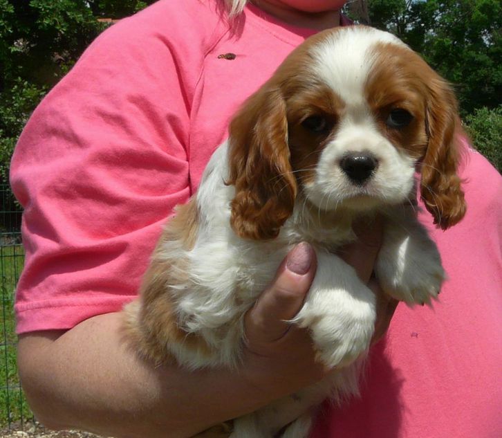 A donner magnifique chiot Cavaliers king Charles A donner magnifique chiot Cavaliers king Charles Animaux