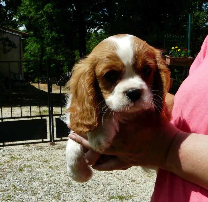 A donner magnifique chiot Cavaliers king Charles 2 A donner magnifique chiot Cavaliers king Charles Animaux 2