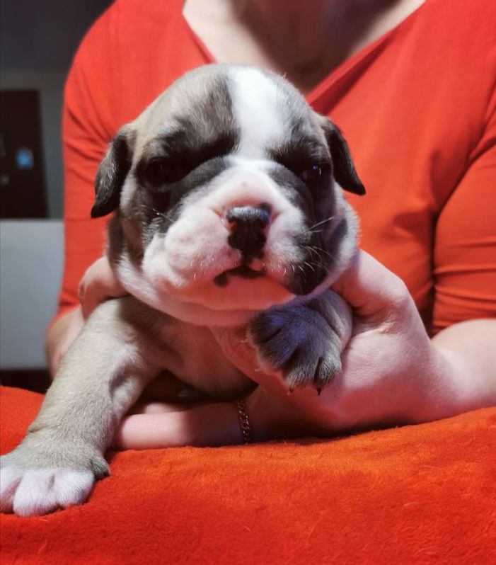 A donner magnifique chiot bouledog francais A donner magnifique chiot bouledog francais Animaux