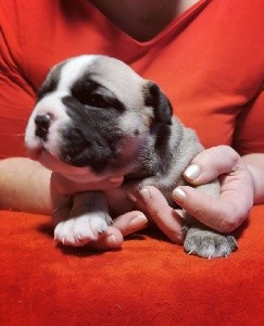 A donner magnifique chiot bouledog francais 2 A donner magnifique chiot bouledog francais Animaux 2