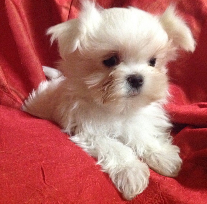 A donnez Chiot Bichon Maltais femelle Animaux