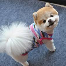 A donnez Chiot mignon femelle 3 A donnez Chiot mignon femelle Animaux 3