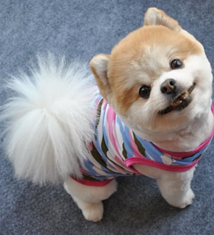 A donnez Chiot mignon femelle A donnez Chiot mignon femelle Animaux