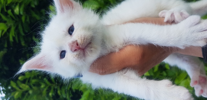Adonner très belle Chaton Maine Coon femelle Adonner très belle Chaton Maine Coon femelle Animaux