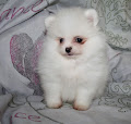 Adorable Superbe chiot de pure race spitz allemand