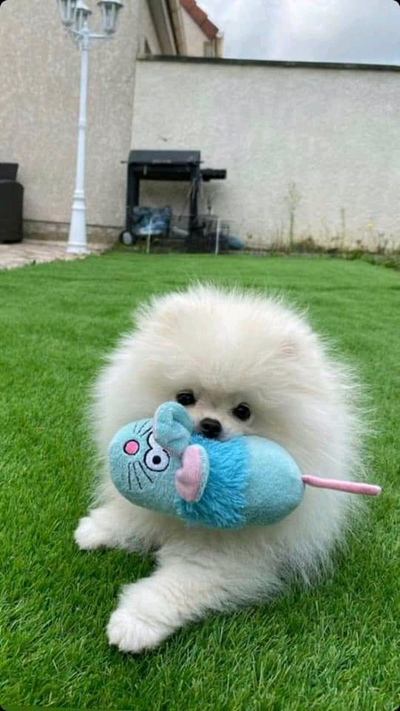 Adorable chiot spitz nain a donnè 2 Adorable chiot spitz nain a donnè Animaux 2