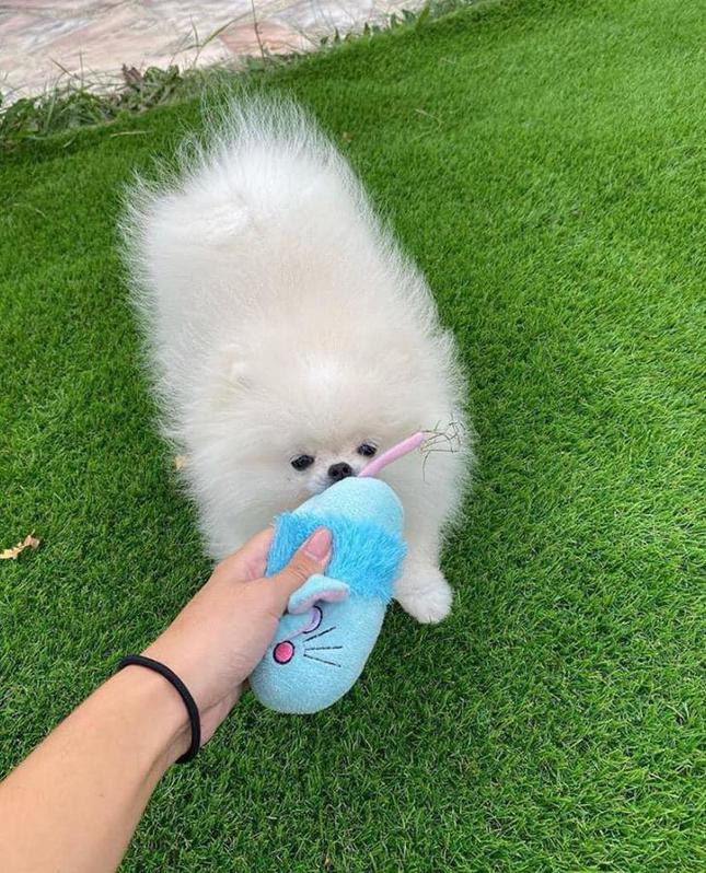 Adorable chiot spitz nain a donnè 3 Adorable chiot spitz nain a donnè Animaux 3