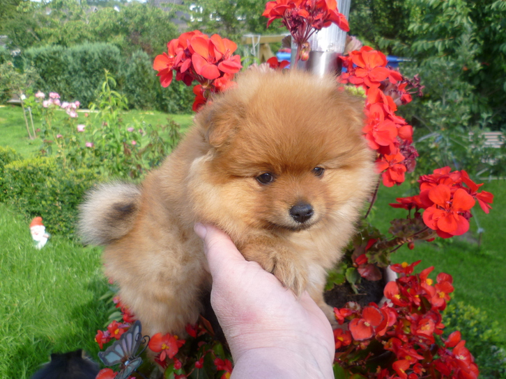 Adorable spitz nain Animaux