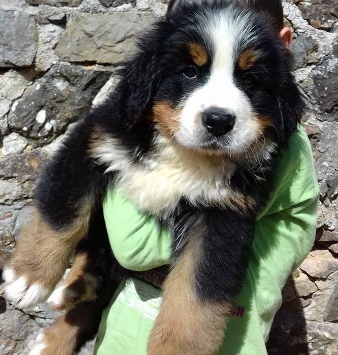 Adorables chiot bouvier bernois non lof Animaux