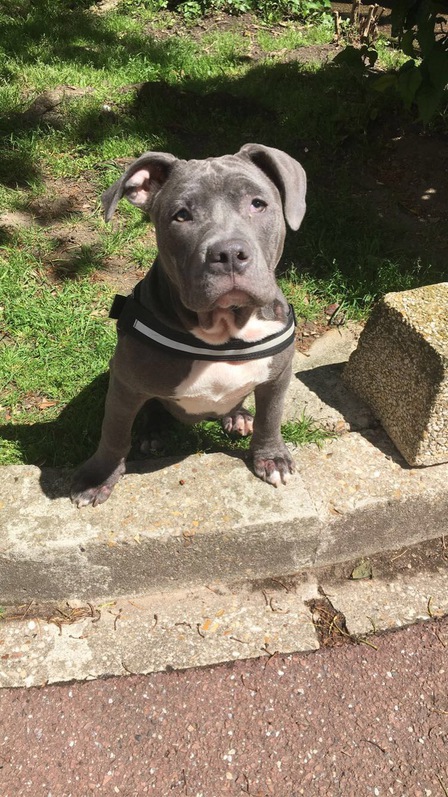 Américain bully 4 Américain bully Animaux 4