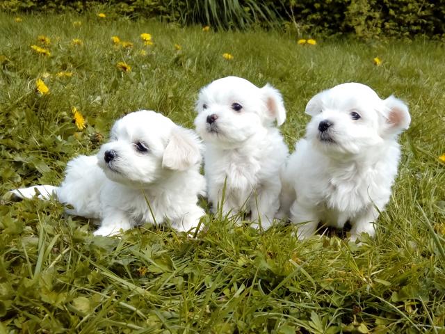 Bichon maltais a vendre Bichon maltais a vendre Animaux