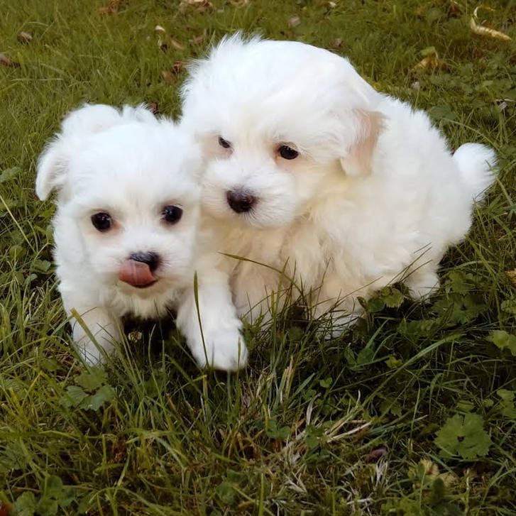 Bichon maltais a vendre 2 Bichon maltais a vendre Animaux 2