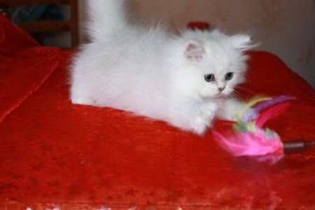 Chaton Persan Chinchilla A céder Chaton Persan Chinchilla A céder Animaux